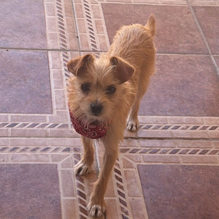 RAMBO | Raza Mestizo | Perdido