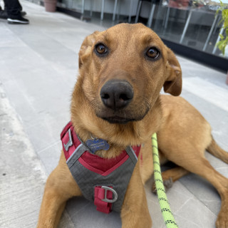 GINGER | Raza Mestiza | En Adopción