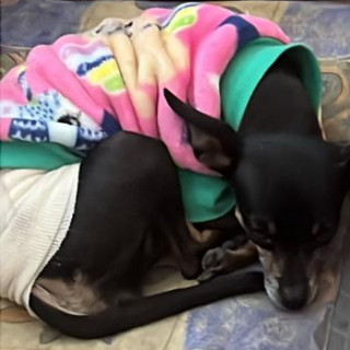 Foto de CHIVI O NEGRA