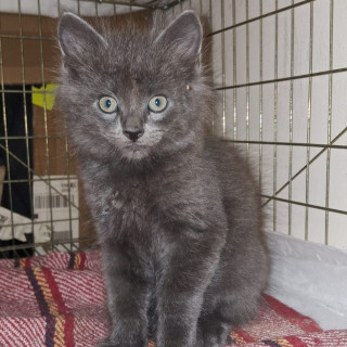 GIZMO | Raza Nebelung o Nibelungo | En Adopción