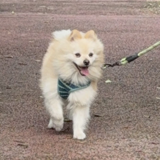 DENJI | Raza Pomerania | Perdido