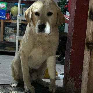 DRUPI | Raza Labrador  | Perdido
