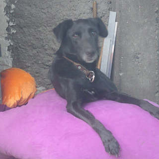 BALA | Raza Mestiza, cruza de Labrador | Perdida