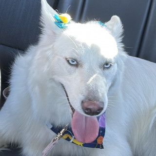 SIMONETA | Raza Husky Siberiano | Perdida