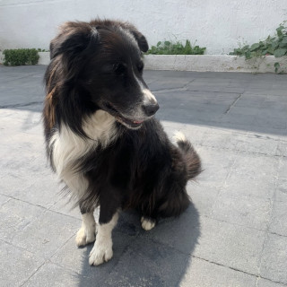  | Raza Border Collie  | Encontrado