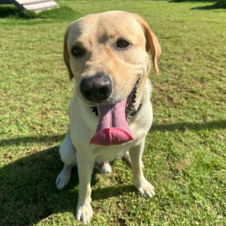 COCO | Raza Labrador  | Perdido