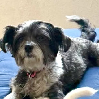 MOTIS | Raza Shih Tzu  | Perdida