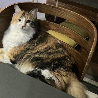 Foto de FRESA
