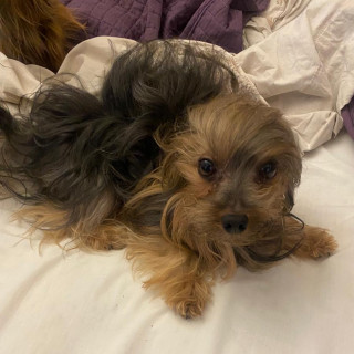 ROCCO | Raza Yorkshire Terrier (Yorkie) | Perdido