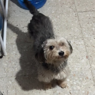 BONIS | Raza Mestiza, cruza de Schnauzer | Perdida