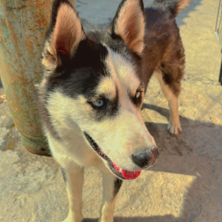 DANTE Y DOKI | Raza Husky Siberiano | Perdido