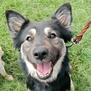 RUFINA O KELLY | Raza Mestiza,  posible cruza de Husky con Pastor Alemán | Final Feliz