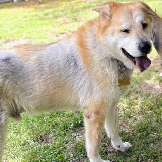 MISHA | Raza Mestizo, Cruza de  Chow Chow | Perdido