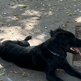 LUCCA | Raza Mestizo,  cruza de Border Collie con Labrador | Final Feliz