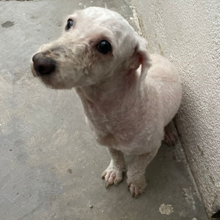 MOLLY | Raza French Poodle o Caniche | Perdida