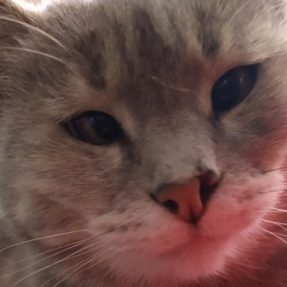 JODIE | Raza Doméstico Américano de Pelo Corto | Final Feliz