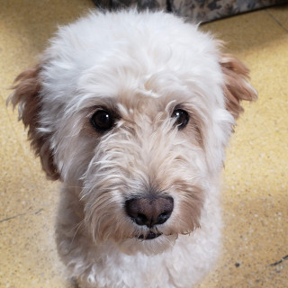 ROBERT | Raza French Poodle o Caniche | Perdido