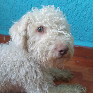 DUQUE | Raza Maltés | Perdido