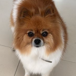 KIA | Raza Pomerania | Perdida