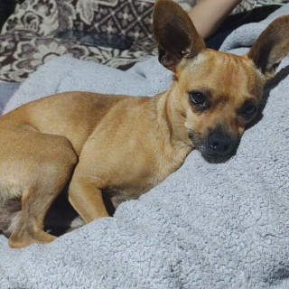 CHOCO | Raza Chihuahua | Perdido