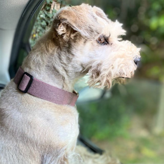 KELLY | Raza Mestiza, cruza de Schnauzer | Perdida