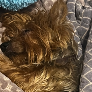 CHUBY | Raza Yorkshire Terrier (Yorkie) | Perdido