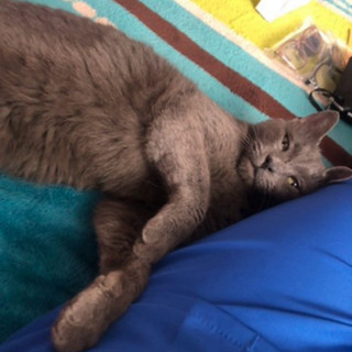 NALA | Raza Ruso Azul | Perdida