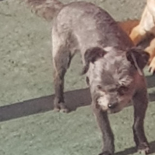 LOLA | Raza Mestiza, cruza de Schnauzer con Chihuahua,  (Chizer) | Perdida