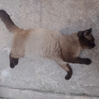  | Raza Balinés Punto Foca | Encontrado