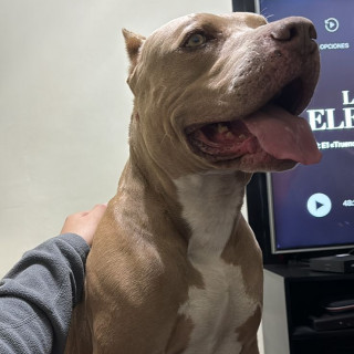 ZEUS | Raza American Pitbull Terrier | Perdido