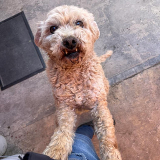 YEIKO | Raza Mestizo, cruza de French Poodle | Perdido