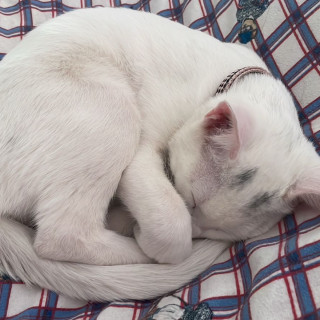 VALIKITIO, VALKI O GATO | Raza Doméstico Américano de Pelo Corto | Perdido