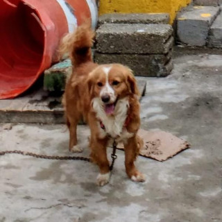 CANELO | Raza Mestizo, cruza de Cocker Spaniel | Perdido