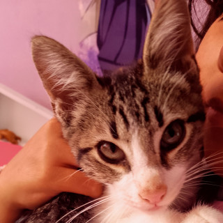 HERMOSO GATITO | Raza Doméstico Américano de Pelo Corto | En Adopción