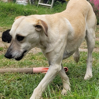 CANELA | Raza Mestiza | Perdida