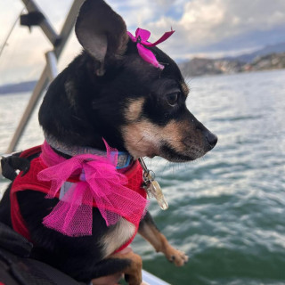 PRINCESA | Raza Chihuahua | Perdida