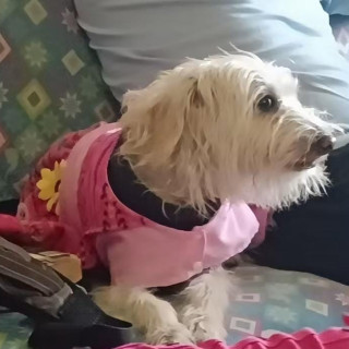 FRIDA | Raza Mestiza | Perdida