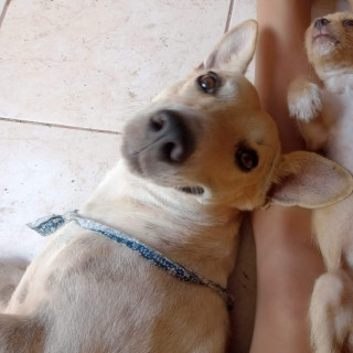 GUAYABA | Raza Mestiza, cruza de Dachshund o Salchicha | Perdida