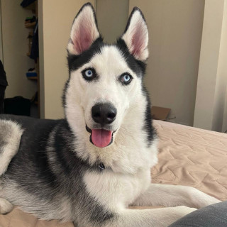 BLUE | Raza Husky Siberiano | Final Feliz