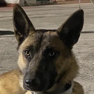  | Raza Mestizo, cruza de Pastor Belga Malinois | Encontrada