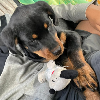 RILEY | Raza Rottweiler | Final Feliz