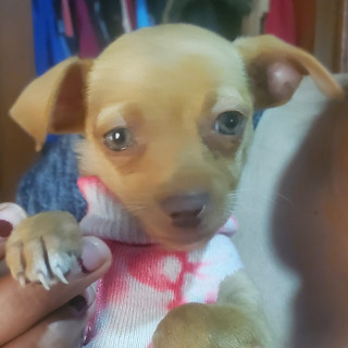 CANELITA | Raza Chihuahua | Perdida