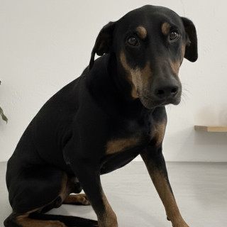DRACO | Raza Dóberman Pinscher | En Adopción