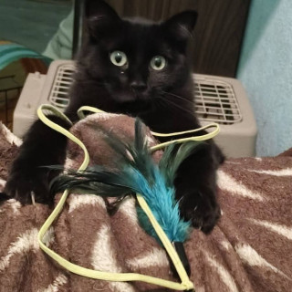 MILA | Raza Angora Turco Negro | En Adopción