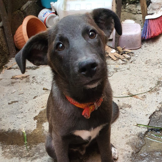 BRUNO | Raza Mestizo, posible cruza de Pastor Belga Malinois | En Adopción