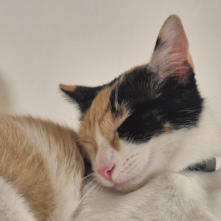 KIMI | Raza Calicó de pelo corto | Final Feliz