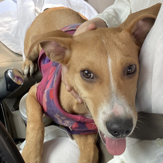  | Raza Mestiza | Encontrada