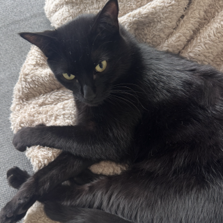 ACHIRA | Raza Bombay | Perdido