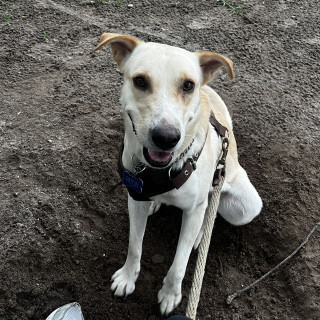 PATON | Raza Mestizo, cruza de Labrador | Perdido