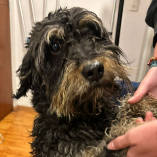  | Raza Mestizo, cruza de Schnauzer | Final Feliz